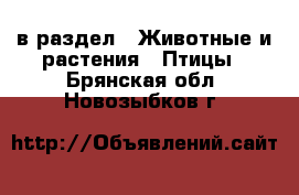  в раздел : Животные и растения » Птицы . Брянская обл.,Новозыбков г.